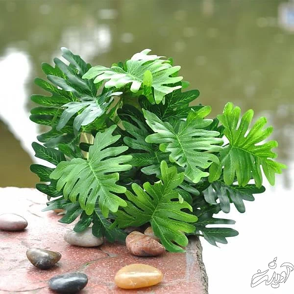 گیاهان آپارتمانی مضر گیاه فیلودندرون